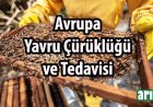 Arılarda Avrupa Yavru Çürüklüğü  Hastalığı ve Tedavisi