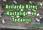 Arılarda Kireç Hastalığı ve Tedavisi