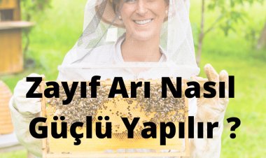 Zayıf Arı Nasıl Güçlü Yapılır
