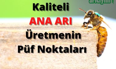 Doğal Yolla  Ana Arı Nasıl Üretilir