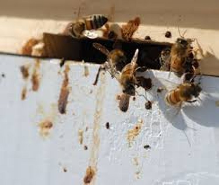 Nosema Hastalığı ve Tedavisi