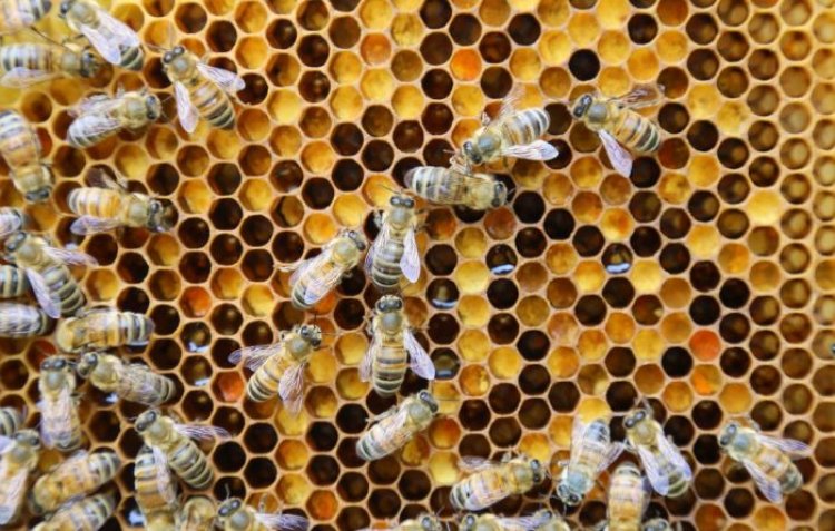 Nosema Hastalığı ve Tedavisi