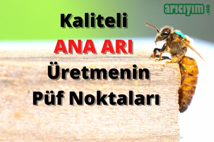 Doğal Yolla  Ana Arı Nasıl Üretilir