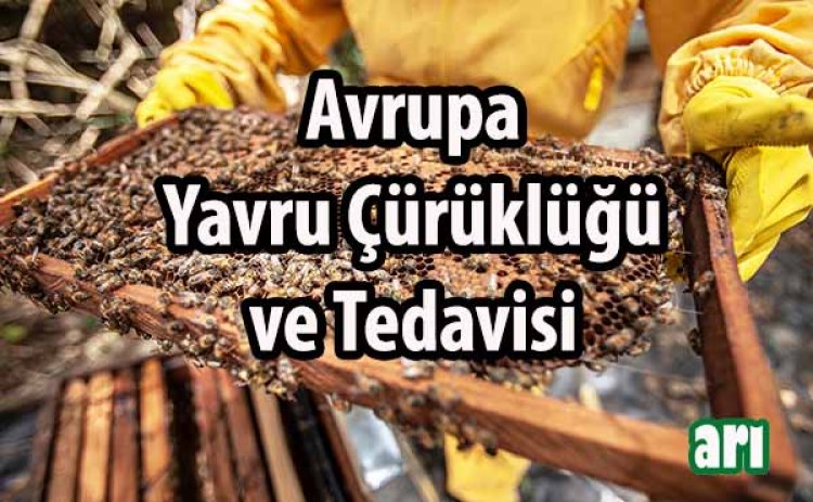 Arılarda Avrupa Yavru Çürüklüğü  Hastalığı ve Tedavisi