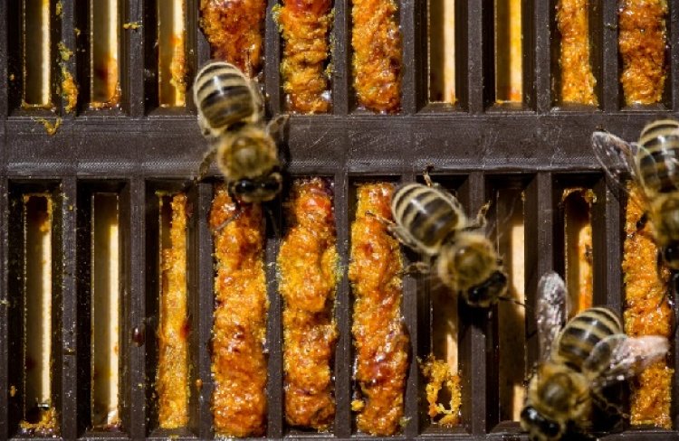 Propolis &uuml;retme teknikleri