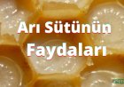 Arı Sütü  Nedir, Faydaları  Nelerdir?
