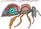 İşçi Bal Arısının  Anatomisi