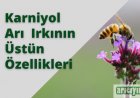 Karniyol Arı Irkı Özellikleri