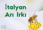 İtalyan Arı Irkı ve Özellikleri