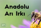 Anadolu Arı Irkı Özellikleri