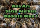 Ana Arı Satın Alırken Nelere Dikkat Edilmeli