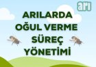 Arılarda Oğul Verme Süreç Yönetimi
