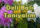 Deli Bal (Komar Balı / Orman Gülü Balı) Nedir? Deli Bal Faydaları, Zararları ve “Deli Bal Zehirlenmesi” Rehberi