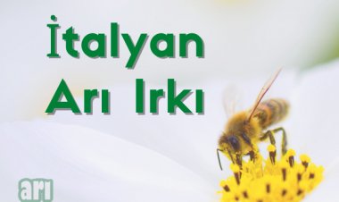 İtalyan Arı Irkı ve Özellikleri