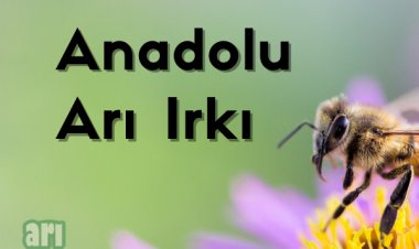 Anadolu Arı Irkı Özellikleri
