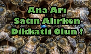 Ana Arı Satın Alırken Nelere Dikkat Edilmeli