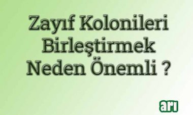 Arı Birleştirme Yöntemleri