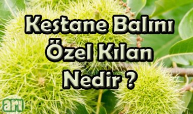 Kestane  Balı Nedir , Faydaları Nelerdir