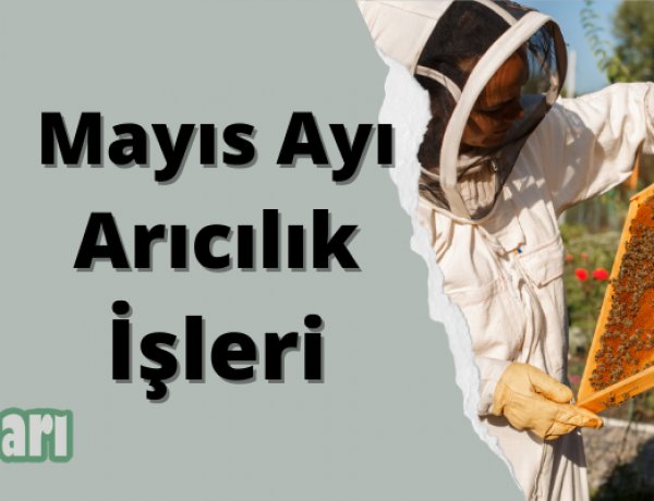 Mayıs Ayı Arıcılık İşleri
