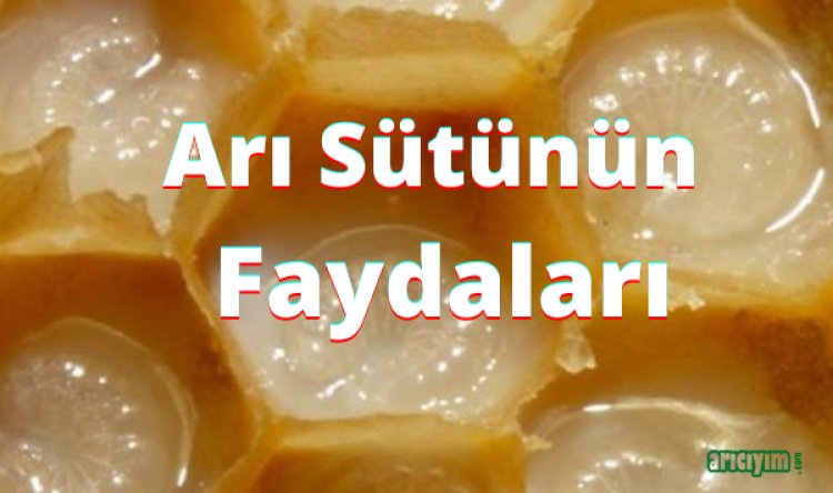 Arı Sütü  Nedir, Faydaları  Nelerdir?