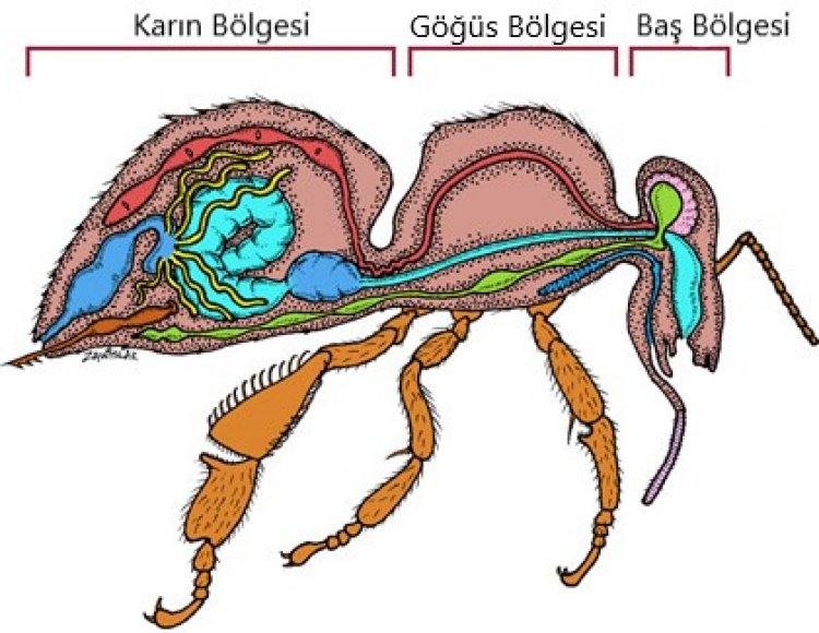 İşçi Bal Arısının  Anatomisi