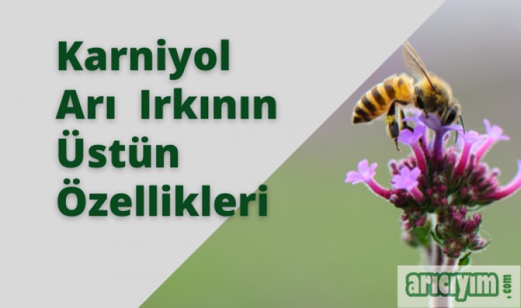 Karniyol Arı Irkı Özellikleri