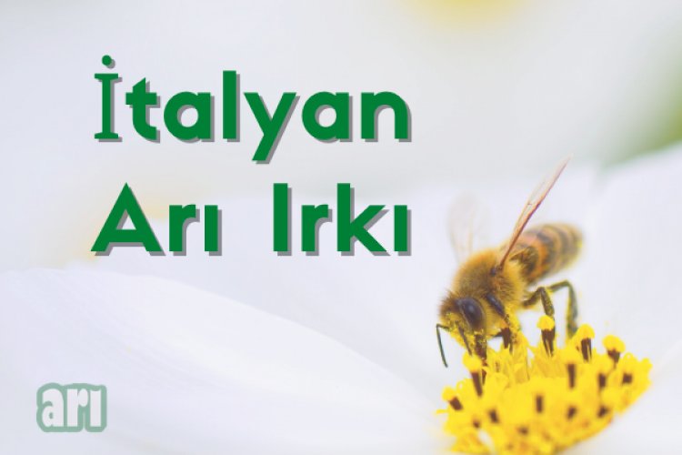 İtalyan Arı Irkı ve Özellikleri