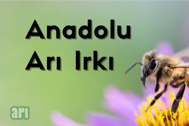 Anadolu Arı Irkı Özellikleri