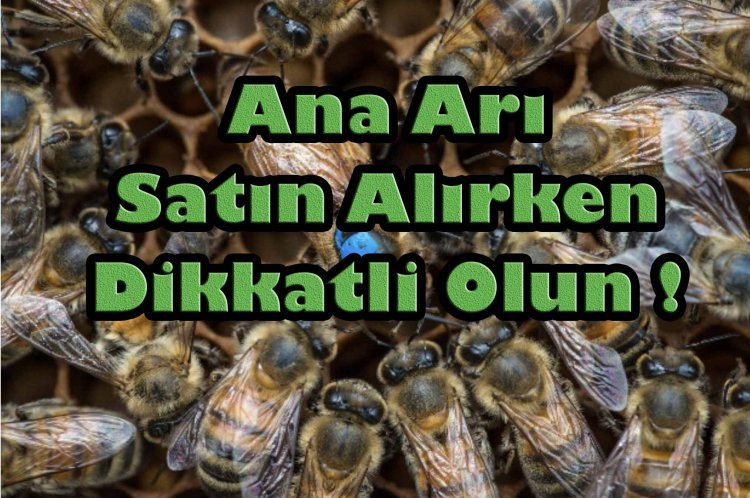 Ana Arı Satın Alırken Nelere Dikkat Edilmeli