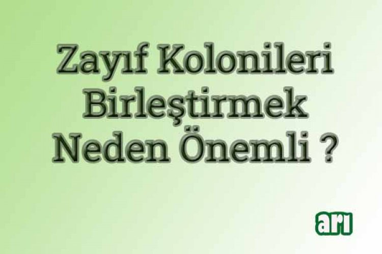 Arı Birleştirme Yöntemleri