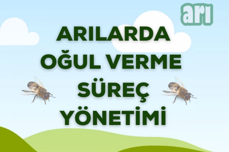 Arılarda Oğul Verme Süreç Yönetimi