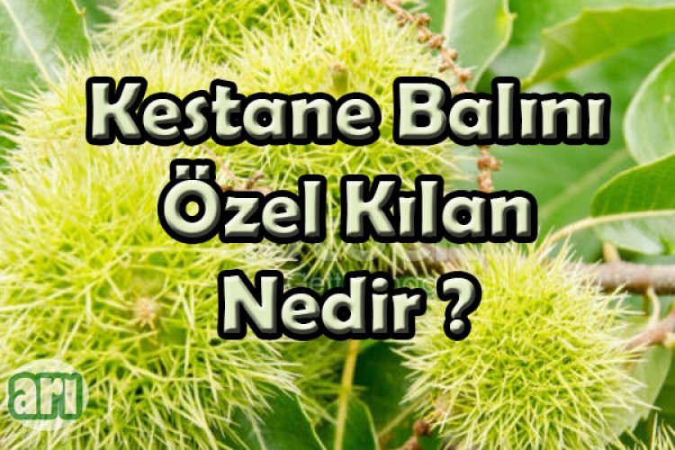 Kestane  Balı Nedir , Faydaları Nelerdir