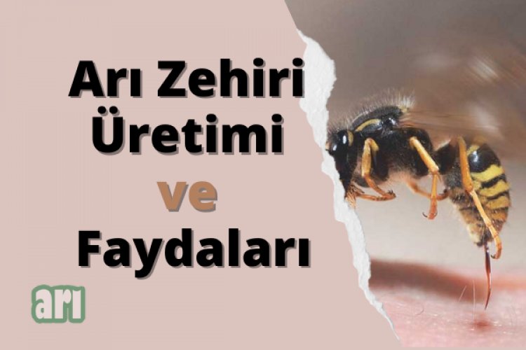 Arı Zehiri  Faydaları ve Üretimi