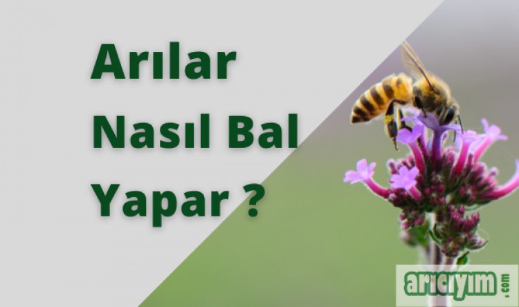 Arılar Nasıl Bal Yapar