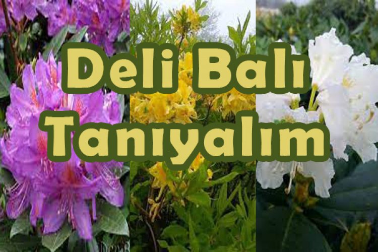 Deli Bal (Komar Balı / Orman Gülü Balı) Nedir? Deli Bal Faydaları, Zararları ve “Deli Bal Zehirlenmesi” Rehberi