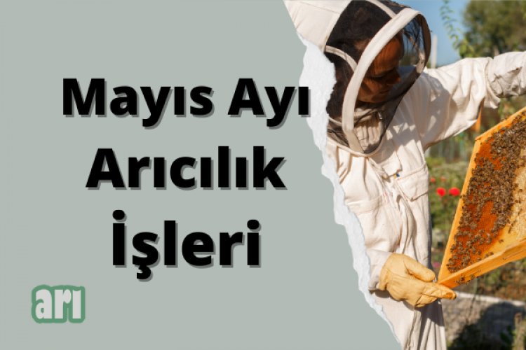 Mayıs Ayı Arıcılık İşleri
