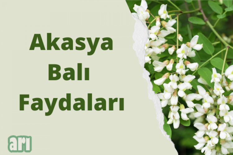 Akasya Balı ve Faydaları