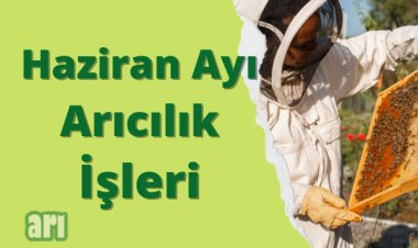 Haziran Ayı Arıcılık İşleri