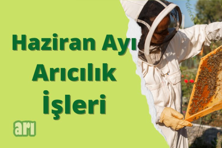 Haziran Ayı Arıcılık İşleri