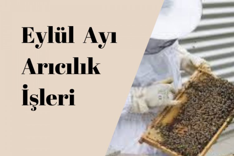 Eylül Ayı Arıcılık İşleri