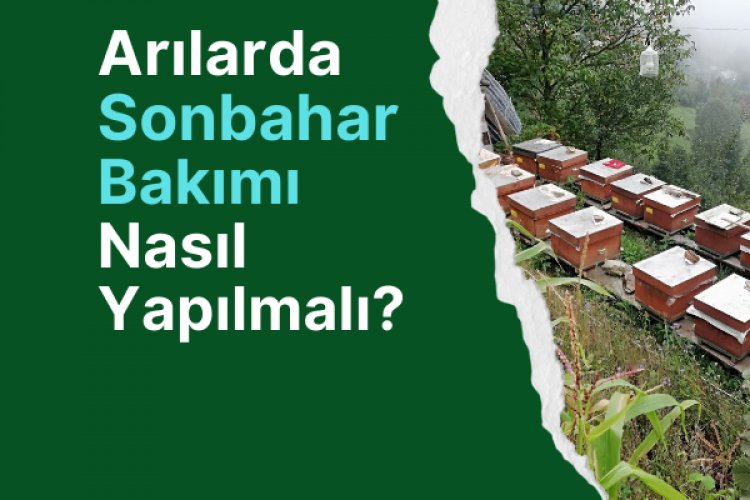 Arılarda Sonbahar Bakımı