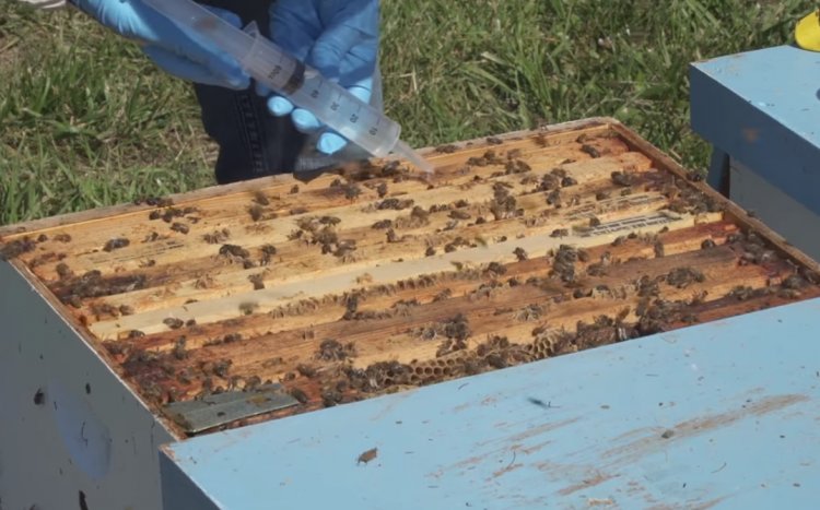 Varroa Mücadelesinde Oksalik  Asit Kullanımı