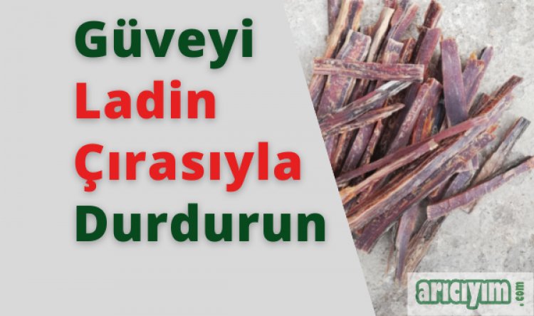Ladin Çırasıyla Petek Güvesini Önleyin