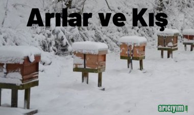 Arılar Kışa Nasıl Hazırlanmalı?