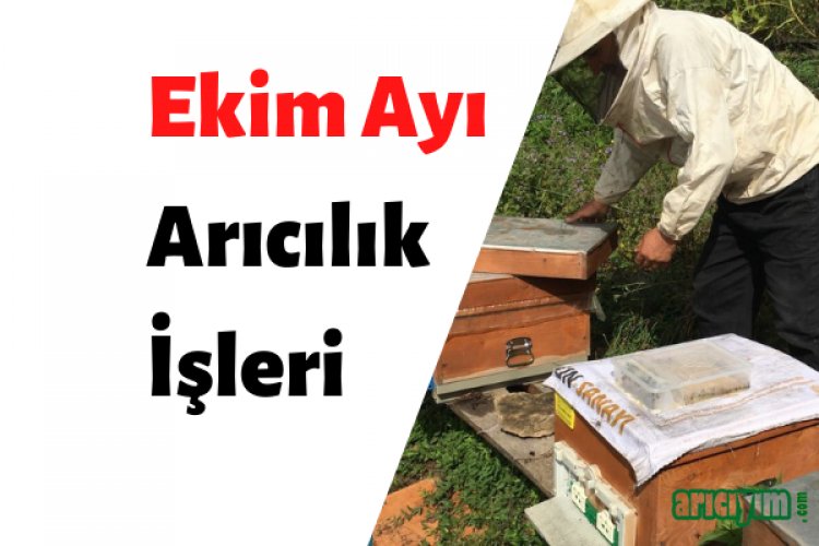Ekim Ayı Arıcılık İşleri