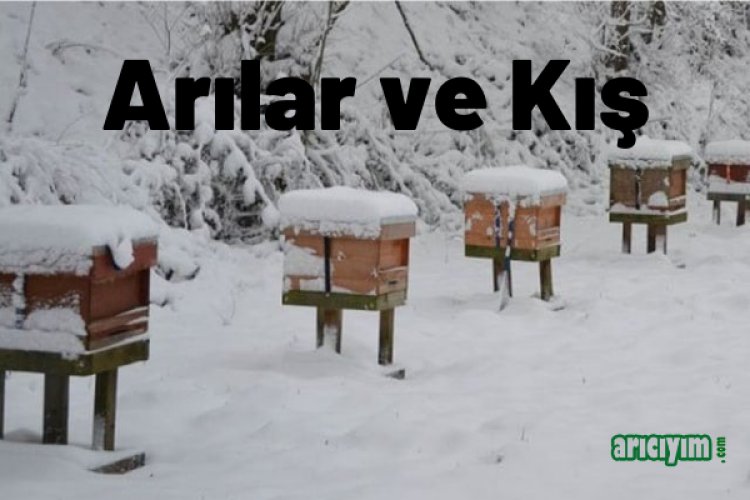 Arılar Kışa Nasıl Hazırlanmalı?