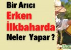 Arılarında Erken  İlkbahar  Bakımı  Nasıl Yapılır?