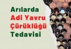 Arılarda Adi Yavru Çürüklüğü  Hastalığı ve Tedavisi