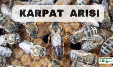Karpat Ana Arısı ve Karpat Arı Irkı Özellikleri