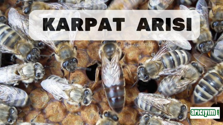 Karpat Ana Arısı ve Karpat Arı Irkı Özellikleri